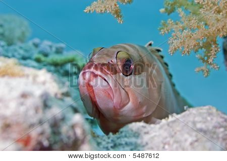 Blacktip Garoupa