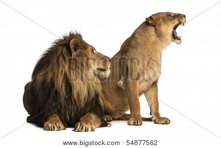 Lion with lioness roaring, next to each other, Panthera leo, isolated on white