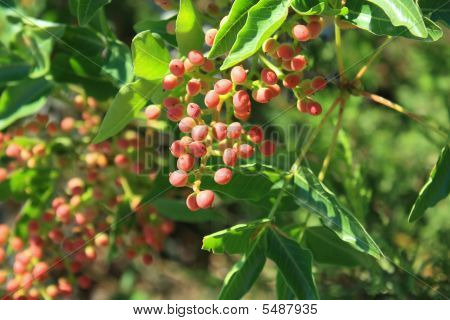 Andracshne grusza
