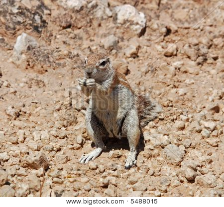 Siiseli (xerus Inaurus)