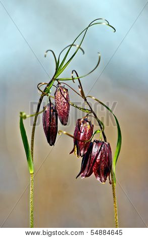 Fritillaria Russian.