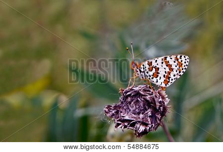 Butterfly On A Withered Flower.