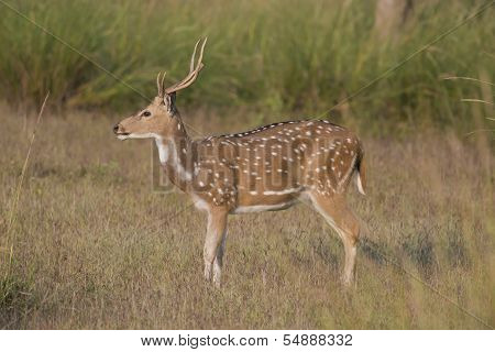 Chital  Deer