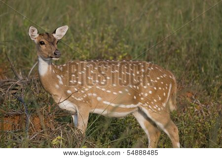 Chital  Deer