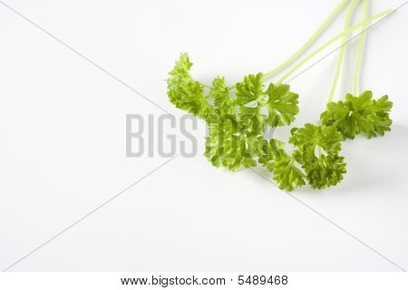 Branches de persil vert sur fond blanc