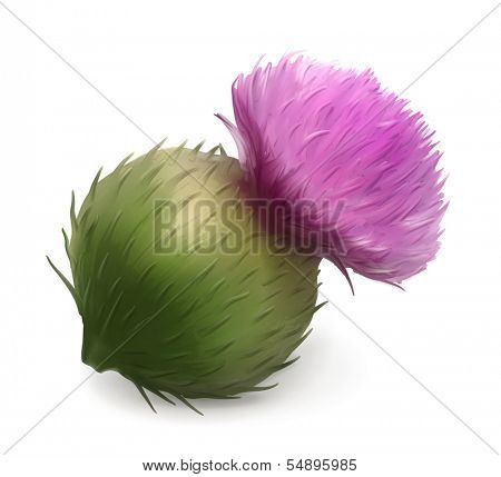 Burdock vector illustration