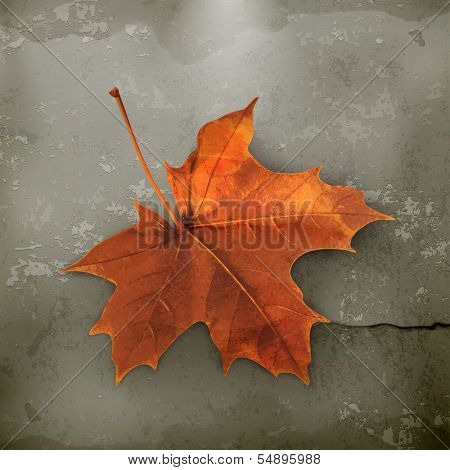 Maple leaf old style vector