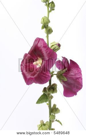Rose trémière à fleurs violettes sur fond blanc