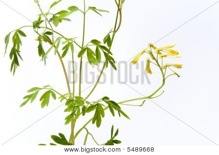 Ruta graveolens avec flowesr jaune sur fond blanc
