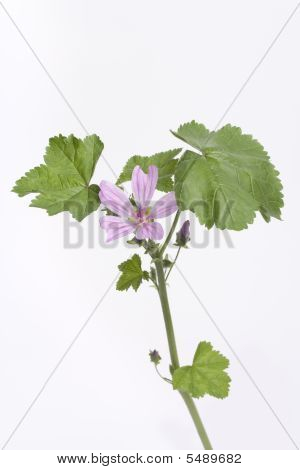 Malva Sylvestris avec fleur lila sur fond blanc