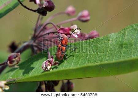 Chrząszcz czerwony Milkweed