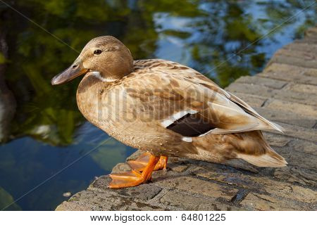 Light Brown Duck Sitting On Bricks Near Canal