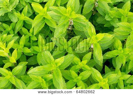 Indian tree basil (Ocimum Gratissimum)