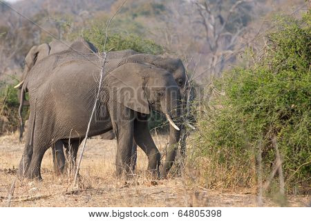 elephant in alert