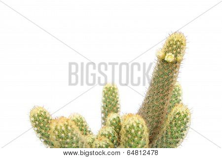 Mammillaria elongate cactus with white flower