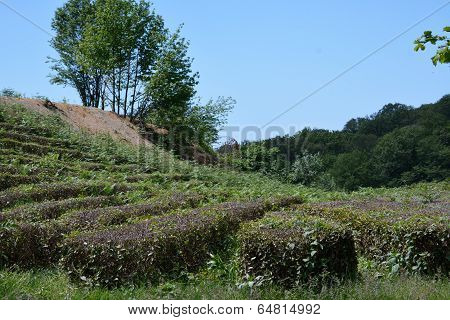 Tea Grows
