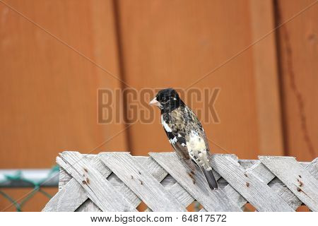 Grosbeak, Rose-breasted on Fence (M)