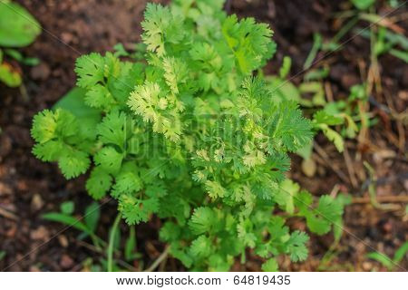 Cilantro
