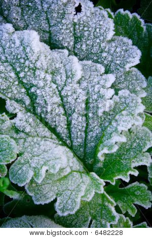 Frozen Green Grass Leaves