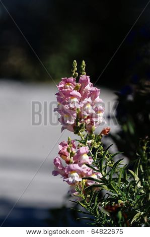 Pink Toadflax
