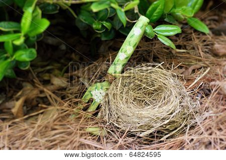Bird nest in straw