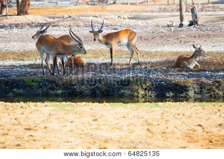 Antelopes having a rest in a park outdoor