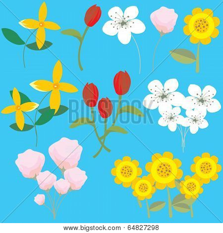 Variety Colorful Flowers