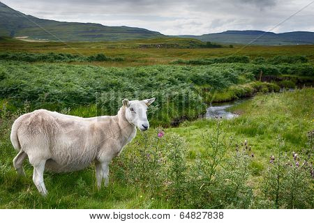 Sheep In The Road