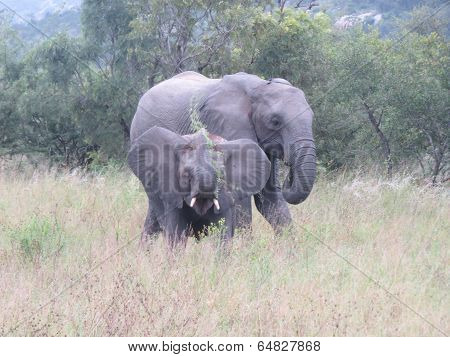 Baby elephant plays while mom keeps an eye out for strangers