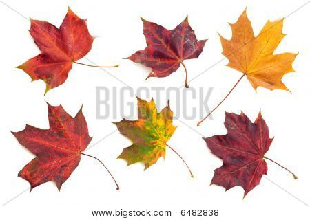 Foglie d'autunno 1