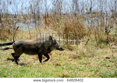 Warthog