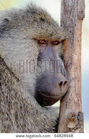 Olive Baboon