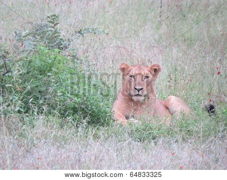 Lioness in Kruger National Park