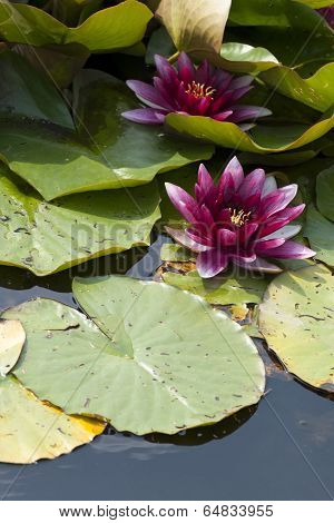 Pink water lily