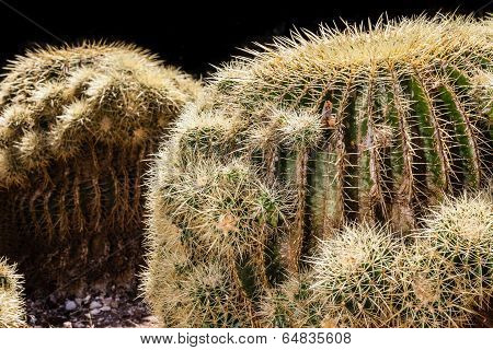 Golden Barrel Cactus