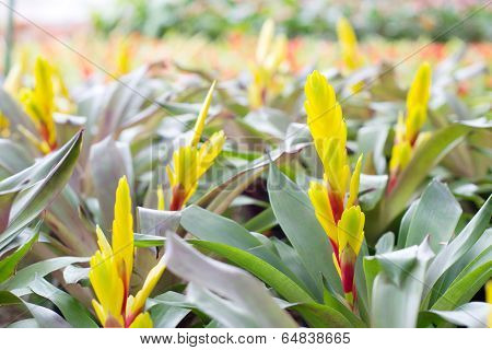 Bromeliad flower blooming in garden,  bromelia flower