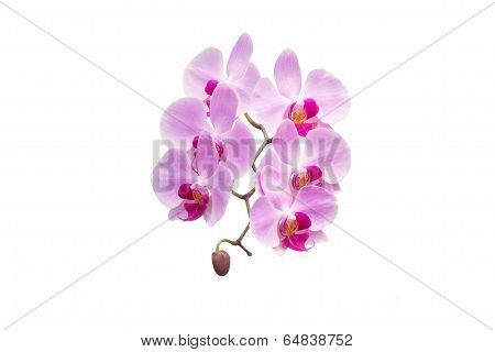 phalaenopsis orchid isolated on white background ?????