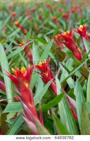 Bromeliad flower