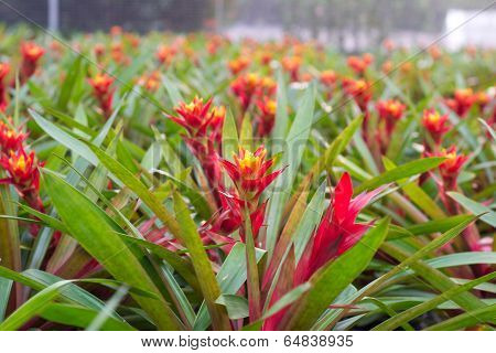 Bromeliad flower