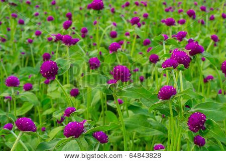 Purple Globe Amaranth
