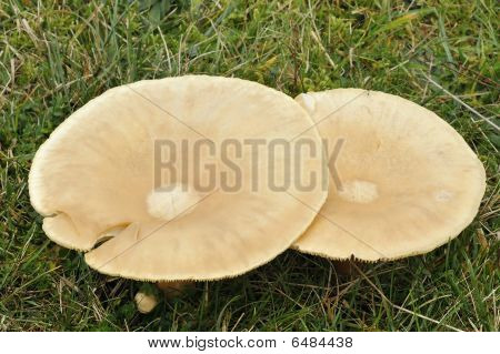 Jsme nálevka - Clitocybe geotropa
