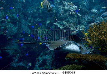 Sting ray