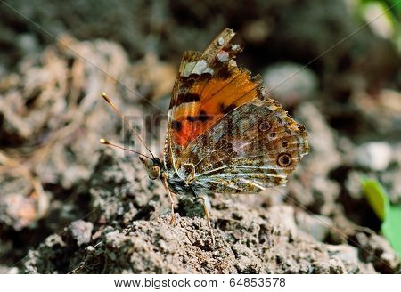 Monarch butterfly