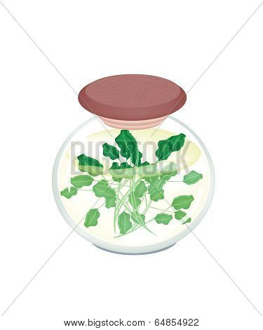 A Jar Of Delicious Pickled Green Watercress