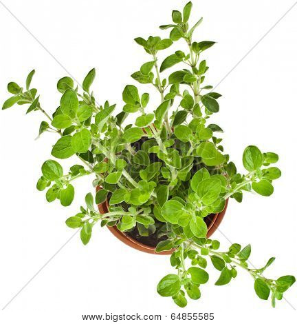 fresh flavoring herbs oregano in brown flower pot top view isolated on white background 