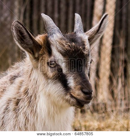 Goatling