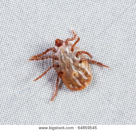 Female Rhipicephalus Sanguineus