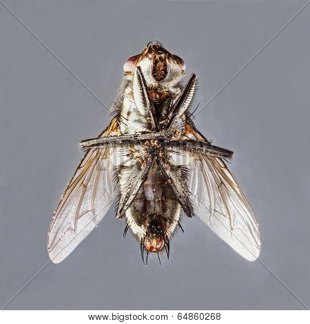 Sarcophaga Species