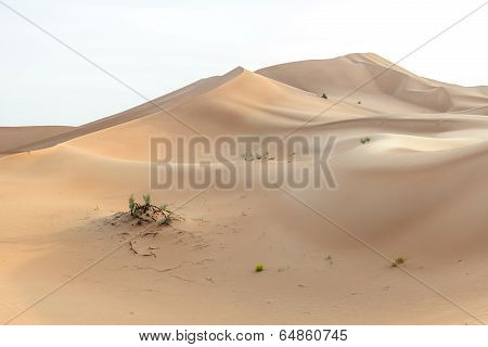 Sand Dunes In Oman Desert (oman)