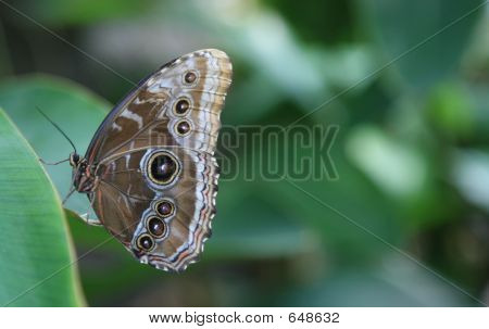 Farfalla Morpho blu